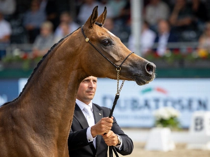 Dubai Stud dominates All Nations Cup in Germany with record wins Dubai Times